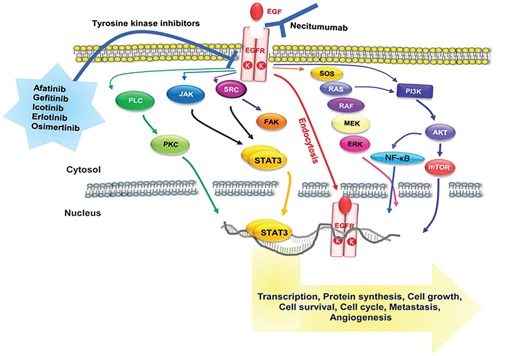 Graphical Abstract